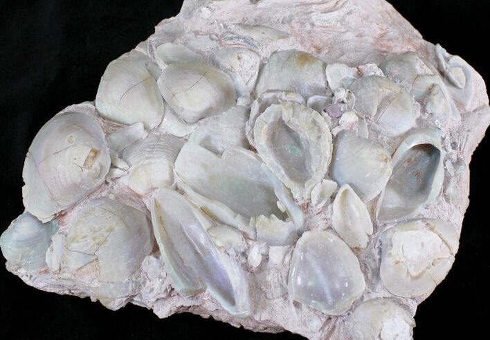 Opal Replaced Fossil Clams, Gastropods & Crinoid - Australia #22838